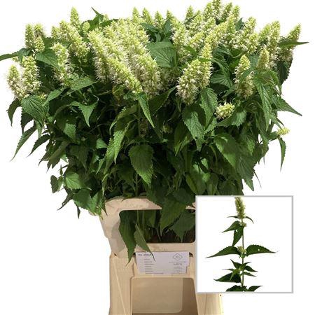 <h4>Agastache Wit</h4>