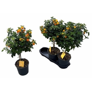 LANT CAM SIM ORANGE