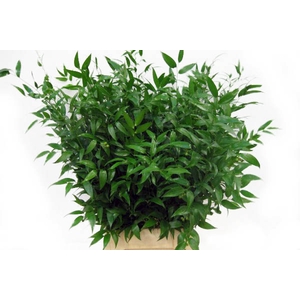 Ruscus mini p.tak