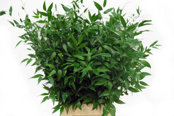 <h4>Ruscus mini p.tak</h4>