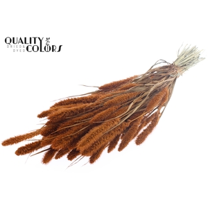 Setaria per bunch Terracotta