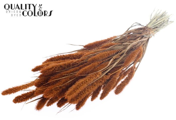 Setaria per bunch Terracotta