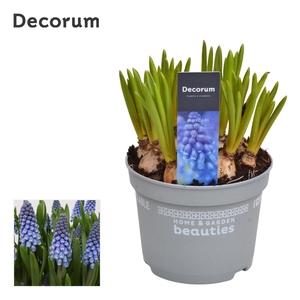 Muscari Big Smile