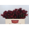 Leucadendron Blush Spray