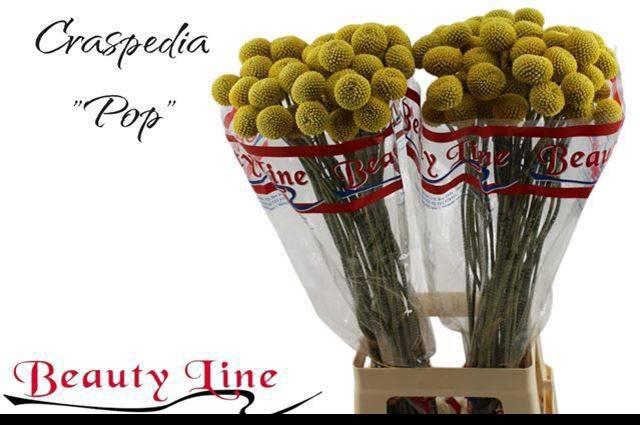 <h4>CRAS PAINTBALL POP</h4>