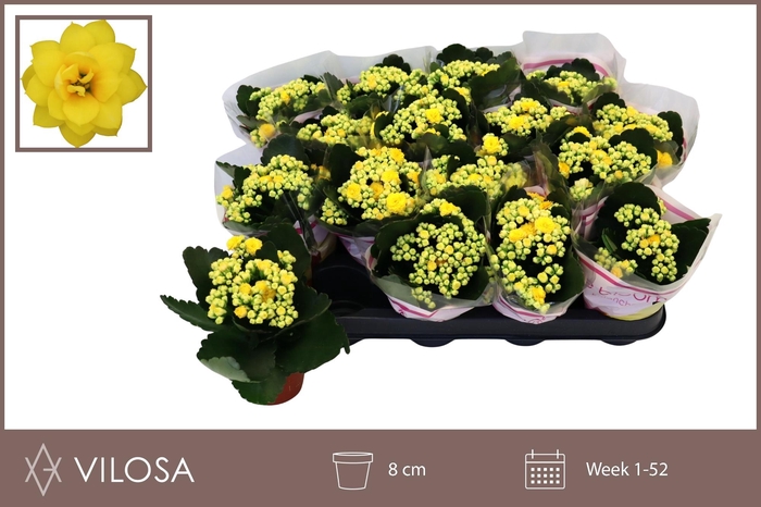 arr8 Kal Ge Nolin Yellow