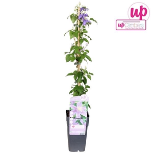 Clematis Justa P15