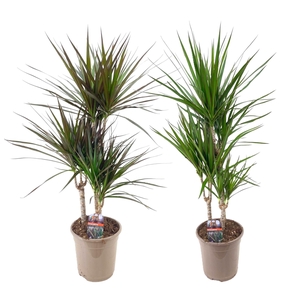 Dracaena marginata mix