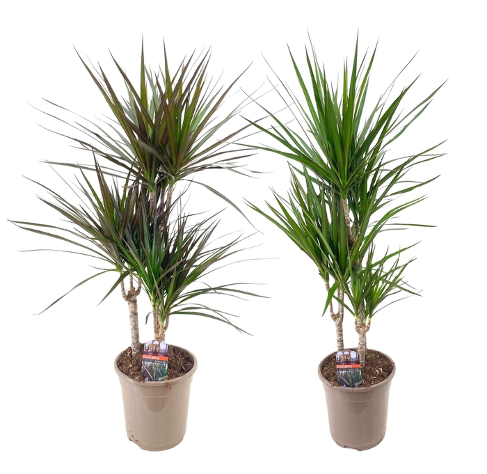 <h4>Dracaena marginata mix</h4>