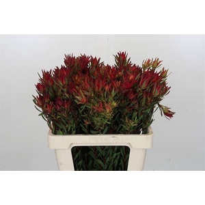 LEUCADENDRON BLUSH SPRAY*