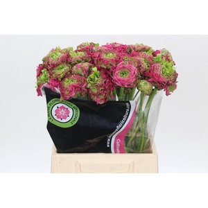 Ranunculus Pon Pon Fanny Extra