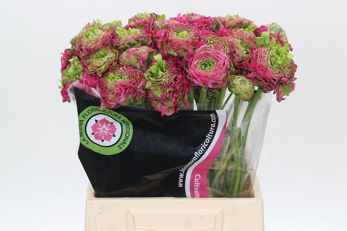 <h4>Ranunculus Pon Pon Fanny Extra</h4>