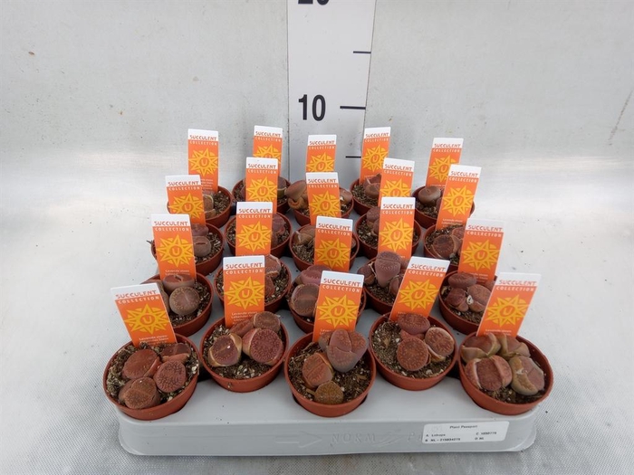 <h4>Lithops sp.</h4>