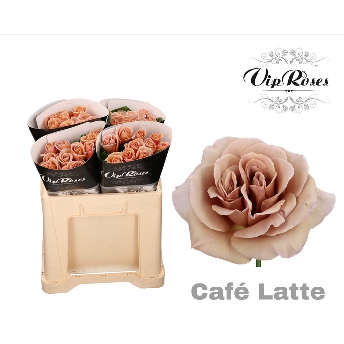 <h4>R Gr Cafe Latte</h4>