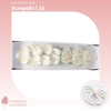 Anthurium Acropolis