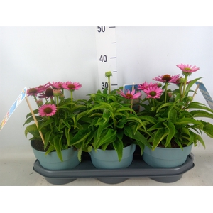 Echinacea  'SunSeekers Pink'
