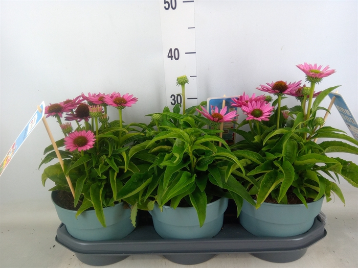 <h4>Echinacea  'SunSeekers Pink'</h4>