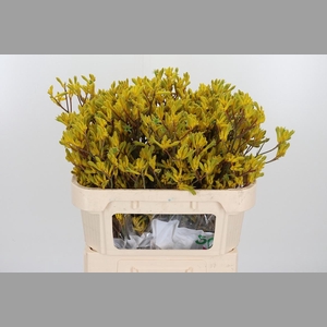 Anigozanthos Yellow Gem