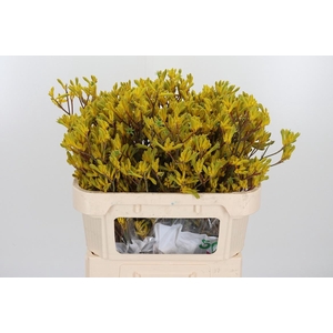 Anigozanthos Yellow Gem