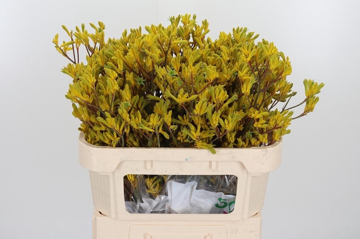 <h4>Anigozanthos Yellow Gem</h4>