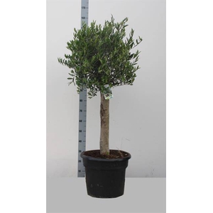 OLEA EUROPAEA  P46 160CM