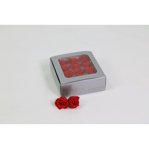 Rosa Preserved Vibrant Red Mini Petite