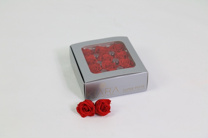 Rosa Preserved Vibrant Red Mini Petite