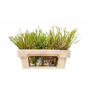 Allium Schubertii
