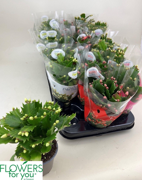 <h4>SCHLUMB GEM 3 KL</h4>