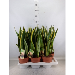 Sansevieria trifa. 'Laurentii'