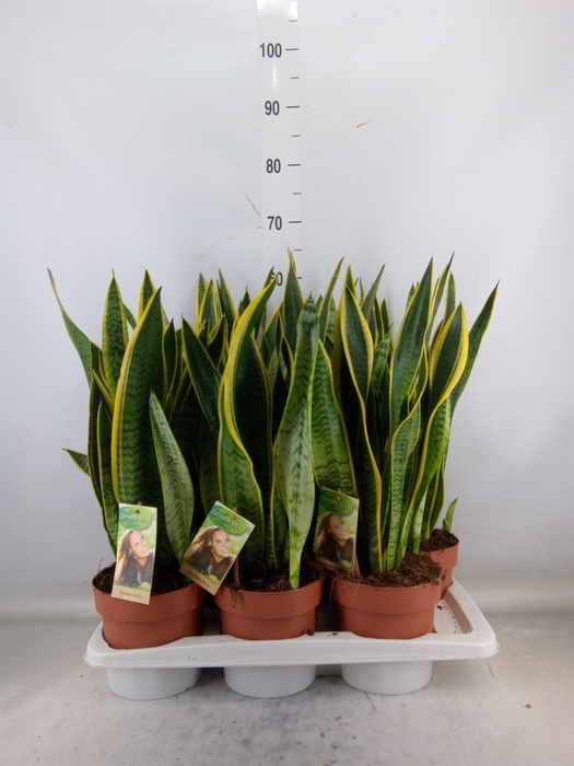<h4>Sansevieria trifa. 'Laurentii'</h4>