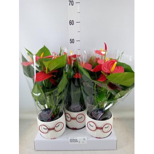 Anthurium andr.   ...mix  3