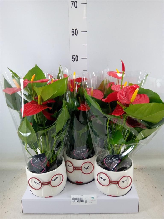 <h4>Anthurium andr.   ...mix  3</h4>