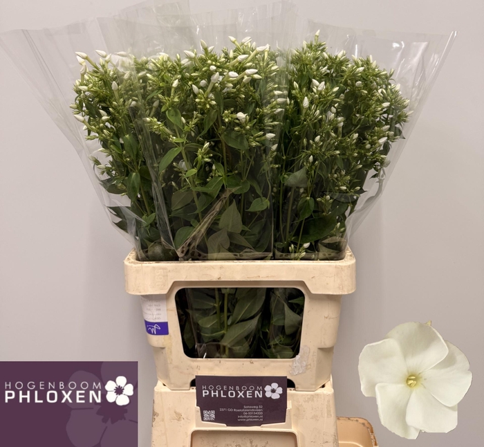 <h4>PHLOX P DANIELLE</h4>