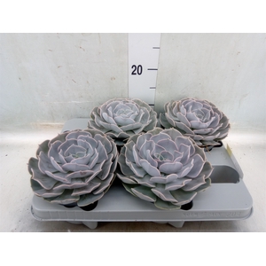 Echeveria  'Pollux'