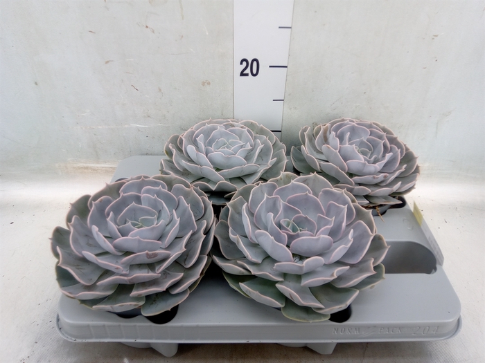 <h4>Echeveria  'Pollux'</h4>