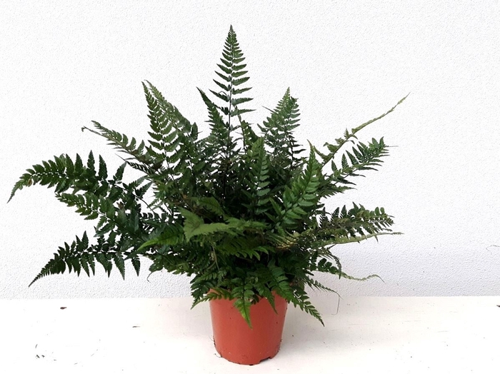 <h4>Polystichum tsus-simense</h4>