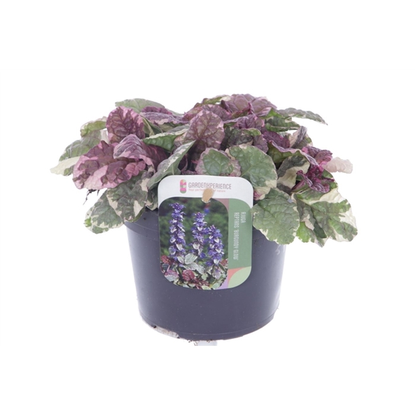<h4>Ajuga reptans Burgundy Glow</h4>