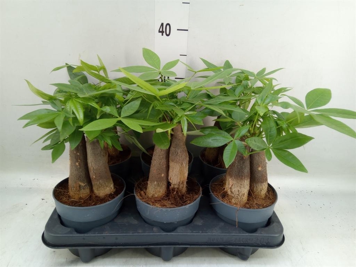 <h4>Pachira aquatica</h4>