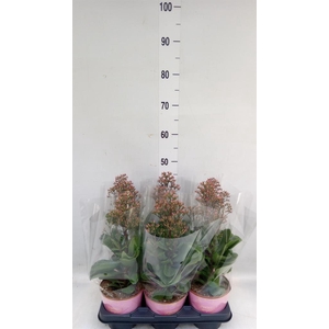 Kalanchoe 'WildFlow Surp Canyon'