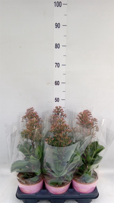 <h4>Kalanchoe  'WildFlow Surp Canyon'</h4>