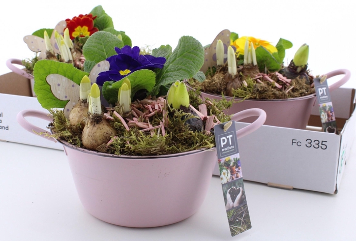 <h4>ARR PL IN SCHAAL</h4>