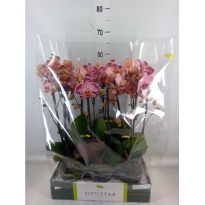 Phalaenopsis   ...red
