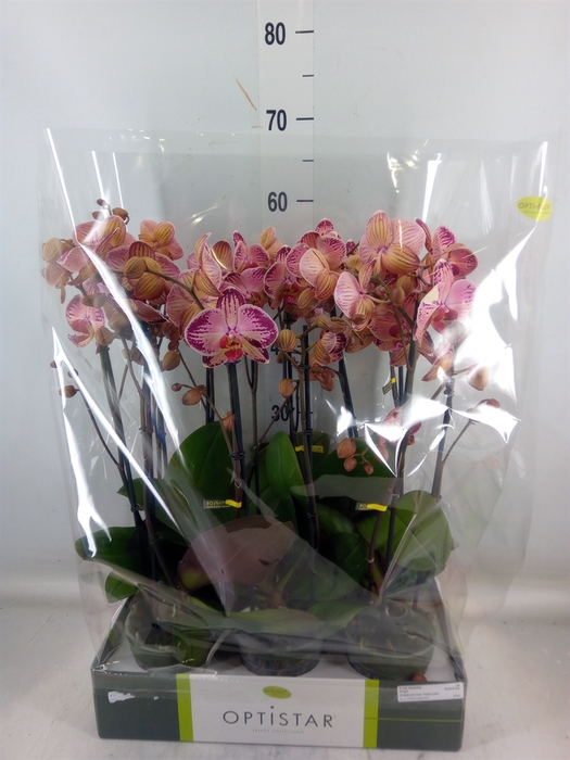 <h4>Phalaenopsis   ...red</h4>