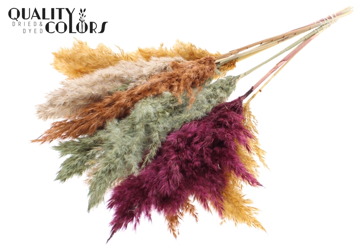 <h4>Pampas Grass 70cm 10st/bunch Pumpkin Spice Mix</h4>