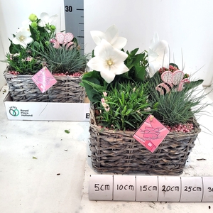 ARR TUINPLANTEN
