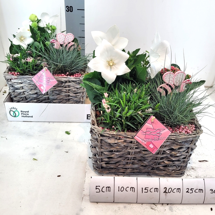 <h4>ARR TUINPLANTEN</h4>