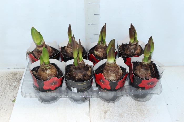 <h4>AMARYLLIS P14 VERMELHO MIN 2 HT</h4>