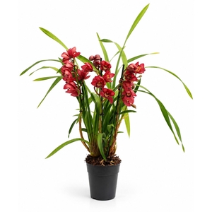 Cymbidium rood 3-4 tak