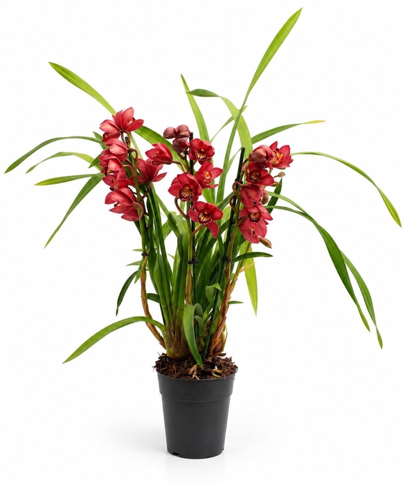 <h4>Cymbidium rood 3-4 tak</h4>